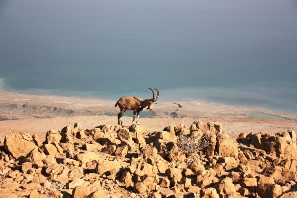 Ein Gedi Rooms Neve Zohar Exterior foto
